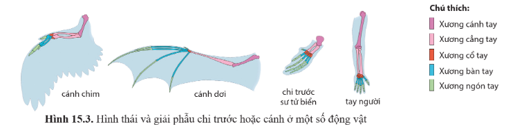 PHẦN 6. TIẾN HÓACHỦ ĐỀ 5: BẰNG CHỨNG VÀ CÁC HỌC THUYẾT TIẾN HÓABÀI 15: BẰNG CHỨNG TIẾN HÓAI. MỤC TIÊU 1. Kiến thứcSau bài học này, HS sẽ: Trình bày được các bằng chứng tiến hóa: bằng chứng hóa thạch, giải phẫu so sánh, tế bào học và sinh học phân tử.2. Năng lựcNăng lực chung: Năng lực tự chủ và tự học: thông qua các hoạt động học tập, HS rèn luyện khả năng làm việc độc lập với SGK, tự thu thập thông tin, xử lí thông tin và giải quyết các nhiệm vụ học tập, các câu hỏi GV yêu cầu.Năng lực giao tiếp và hợp tác: thông qua các hoạt động học tập, HS được rèn luyện kĩ năng giao tiếp, hợp tác trong nhóm, kĩ năng trình bày ý kiến trước tập thể.Năng lực giải quyết vấn đề và sáng tạo: thông qua các hoạt động học tập, HS có thể đề xuất các giải pháp giải quyết vấn đề trong thực tiễn như xác định quan hệ họ hàng giữa các loài, xác định danh tính nạn nhân,...Năng lực sinh học:Năng lực nhận thức sinh học: Trình bày được các bằng chứng tiến hóa: bằng chứng hóa thạch, giải phẫu so sánh, tế bào học và sinh học phân tử.Năng lực tìm hiểu thế giới sống: HS hình thành được phương pháp quan sát thế giới để tìm ra mối liên hệ giữa chúng.Năng lực vận dụng kiến thức, kĩ năng đã học: HS vận dụng các kiến thức đã học để giải thích một số vấn đề thực tiễn: vấn đề xác định quan hệ huyết thống, sử dụng DNA để tìm dấu vết tội phạm,...3. Phẩm chấtNhân ái: Thông qua việc tìm hiểu về các bằng chứng tiến hoá, HS nhận thấy được thế giới sinh vật đều bắt nguồn từ tổ tiên chung, từ đó bồi dưỡng tình yêu đối với thiên nhiên, cây cỏ, động vật xung quanh vì chúng cũng có chung tổ tiên với con người; bồi dưỡng tình yêu thương giữa con người với con người,...Chăm chỉ: Thông qua tìm hiểu kiến thức bài học, HS được rèn luyện tính chăm chỉ, cần cù, tỉ mẩn.Trách nhiệm: Thông qua việc tìm hiểu các bằng chứng tiến hoá, HS nhận thấy được mối quan hệ loài người với các sinh vật xung quanh, từ đó hình thành và nâng cao trách nhiệm của bản thân trong việc bảo vệ thế giới tự nhiên.II. THIẾT BỊ DẠY HỌC VÀ HỌC LIỆU1. Đối với giáo viênSGK, SGV, kế hoạch bài dạy môn Sinh học 12 - Cánh Diều.Máy tính, máy chiếu.Phiếu học tập.Hình ảnh minh họa 15.1 - 15.4 và một số hình ảnh về các bằng chứng tiến hóa trong thực tiễn.Video về tiến hóa: https://youtu.be/c8gi0mFHtws 2. Đối với học sinhSGK, SBT Sinh học 12 - Cánh Diều.Nghiên cứu bài học trước giờ lên lớp; tìm hiểu, sưu tầm tài liệu, hình ảnh, video,... về một số bằng chứng tiến hóa trong thực tiễn.III. TIẾN TRÌNH DẠY HỌCA. HOẠT ĐỘNG KHỞI ĐỘNGa. Mục tiêu: Xác định được nhiệm vụ học tập; có tâm thế sẵn sàng và mong muốn khám phá các kiến thức của bài học.b. Nội dung: GV đặt vấn đề; HS quan sát video và trả lời câu hỏi về tầm quan trọng của tiến hóa.c. Sản phẩm học tập: - Câu trả lời của HS.- Tâm thế hứng khởi, sẵn sàng, mong muốn khám phá kiến thức mới của HS.d. Tổ chức thực hiện: Bước 1: GV chuyển giao nhiệm vụ học tập- GV chiếu video: “Tiến hóa mang vai trò quan trọng như thế nào?”, yêu cầu HS quan sát và trả lời các câu hỏi sau:Đoạn video đề cập đến quá trình nào?Theo nội dung của đoạn video, sự khác biệt giữa các sinh vật là do đâu? Chúng ta có thể tìm ra tổ tiên của một sinh vật như thế nào?Bước 2: HS thực hiện nhiệm vụ học tập- HS quan sát video, vận dụng hiểu biết của bản thân để trả lời câu hỏi.- GV hướng dẫn, hỗ trợ HS (nếu cần thiết).Bước 3: Báo cáo kết quả hoạt động và thảo luận- GV mời HS xung phong trả lời: Đoạn video đề cập đến quá trình tiến hóa.Sự khác biệt giữa các sinh vật do thông tin lưu trữ trong DNA ở mỗi loài là khác nhau. Chúng ta có thể tìm ra tổ tiên của một sinh vật thông qua các bằng chứng tiến hóa.- GV mời HS khác lắng nghe, nhận xét, bổ sung. Bước 4: Đánh giá kết quả, thực hiện nhiệm vụ học tập- GV nhận xét câu trả lời của HS và chốt đáp án.- GV dẫn dắt gợi mở cho HS: Con người luôn có xu hướng tìm hiểu về nguồn gốc của thế giới sinh vật. Để giải thích sự hình thành và phát triển của thế giới sinh vật, con người đã đưa ra các quan điểm khác nhau, thậm chí trái ngược nhau. Vậy quan điểm nào đúng? Quan điểm nào chưa đúng? Thực sự các sinh vật đã hình thành và phát triển như thế nào? Những vấn đề đó sẽ được được trả lời sau khi nghiên cứu nội dung phần tiến hóa. Chúng ta cùng vào bài đầu tiên trong phần này - Bài 15. Bằng chứng tiến hóa.B. HOẠT ĐỘNG HÌNH THÀNH KIẾN THỨCHoạt động 1: Tìm hiểu các bằng chứng tiến hóaa. Mục tiêu: Trình bày được một số bằng chứng tiến hóa: bằng chứng hóa thạch, giải phẫu học so sánh, tế bào học và sinh học phân tử.b. Nội dung: GV nêu nhiệm vụ học tập; HS đọc thông tin SGK tr.89 - 92, quan sát hình 15.1 - 15.4 và tìm hiểu về Các bằng chứng tiến hóa: bằng chứng hóa thạch, giải phẫu học so sánh, tế bào học và sinh học phân tử. c. Sản phẩm học tập: Các bằng chứng tiến hóa: bằng chứng hóa thạch, giải phẫu học so sánh, tế bào học và sinh học phân tử. d. Tổ chức hoạt động:HOẠT ĐỘNG CỦA GV - HSDỰ KIẾN SẢN PHẨMBước 1: GV chuyển giao nhiệm vụ học tập- GV chia lớp thành các nhóm, mỗi nhóm 4 - 6 HS.- GV yêu cầu HS các nhóm nghiên cứu SGK tr.89 - 92, quan sát hình 15.1 - 15.4 và tìm hiểu về các bằng chứng tiến hóa: bằng chứng hóa thạch, giải phẫu học so sánh, tế bào học và sinh học phân tử theo bảng 1 (Đính kèm dưới hoạt động).- Để củng cố kiến thức, GV yêu cầu trả lời các câu hỏi sau:(1) Quan sát và cho biết đặc điểm chung của các hóa thạch trong hình 15.1.(2) Quan sát hình 15.3, cho biết điểm tương đồng trong hình thái và giải phẫu chi trước hoặc cánh của một số nhóm động vật.(3) Công nghệ DNA tái tổ hợp cho phép biến nạp gene insulin của người vào tế bào E.coli. Dù không có các enzyme, RNA, amino acid của người, vì sao E.coli tái tổ hợp có thể tổng hợp được insulin của người?Bước 2: HS thực hiện nhiệm vụ học tập- HS nghiên cứu nội dung SGK, quan sát hình 15.1 - 15.2 và thực hiện nhiệm vụ theo hướng dẫn của GV. - GV quan sát; gợi ý, định hướng HS (nếu cần thiết).Bước 3: Báo cáo kết quả hoạt động và thảo luận- GV mời đại diện nhóm trình bày.- HS khác lắng nghe, nhận xét, bổ sung.Bước 4: Đánh giá kết quả, thực hiện nhiệm vụ học tập- GV nhận xét các câu trả lời của các nhóm, đánh giá thái độ làm việc của HS trong nhóm.-   GV chuẩn hóa kiến thức, yêu cầu HS ghi chép.- GV dẫn dắt sang hoạt động tiếp theo.Bảng 1. Các bằng chứng tiến hóa - Đính kèm dưới hoạt động ----------------------------------------------------------- Còn tiếp ----------------------II. TRẮC NGHIỆM KÌ 2 SINH HỌC 12 CÁNH DIỀUPhiếu trắc nghiệm Sinh học 12 cánh diều Bài 12: Thành tựu chọn, tạo giống bằng lai hữu tínhPhiếu trắc nghiệm Sinh học 12 cánh diều Bài 13: Di truyền học quần thểPhiếu trắc nghiệm Sinh học 12 cánh diều Bài 14: Di truyền học ngườiPhiếu trắc nghiệm Sinh học 12 cánh diều Bài Ôn tập Phần 5Phiếu trắc nghiệm Sinh học 12 cánh diều Bài 15: Bằng chứng tiến hóaPhiếu trắc nghiệm Sinh học 12 cánh diều Bài 16: Quan niệm của Darwin về chọn lọc tự nhiên và hình thành loàiPhiếu trắc nghiệm Sinh học 12 cánh diều Bài 17: Thuyết tiến hoá tổng hợp hiện đại (Phần 1)Phiếu trắc nghiệm Sinh học 12 cánh diều Bài 18: Thuyết tiến hoá tổng hợp hiện đại (Phần 2)Phiếu trắc nghiệm Sinh học 12 cánh diều Bài 19: Sự phát sinh, phát triển sự sống trên Trái Đất và hình thành loài ngườiPhiếu trắc nghiệm Sinh học 12 cánh diều Bài Ôn tập Phần 6Phiếu trắc nghiệm Sinh học 12 cánh diều Bài 20: Môi trường sống và các nhân tố sinh tháiPhiếu trắc nghiệm Sinh học 12 cánh diều Bài 21: Sinh thái học quần thểPhiếu trắc nghiệm Sinh học 12 cánh diều Bài 22: Sinh thái học quần xãPhiếu trắc nghiệm Sinh học 12 cánh diều Bài 23: Hệ sinh tháiPhiếu trắc nghiệm Sinh học 12 cánh diều Bài 24: Chu trình sinh - địa - hoá và Sinh quyểnPhiếu trắc nghiệm Sinh học 12 cánh diều Bài 25: Sinh thái học phục hồi, bảo tồnPhiếu trắc nghiệm Sinh học 12 cánh diều Bài 26: Phát triển bền vữngPhiếu trắc nghiệm Sinh học 12 cánh diều Bài Ôn tập Phần 7BÀI 13: DI TRUYỀN HỌC QUẦN THỂ(17 câu)A. CÂU HỎI TRẮC NGHIỆM1. NHẬN BIẾT (6 CÂU)Câu 1: Vốn gene của quần thể là tập hợp tất cả cácA. kiểu gene trong quần thể.                            B. gene trong một cá thể.C. allele có trong quần thể.                               D. allele của một gene trong quần thể.Câu 2: Đặc trưng di truyền của quần thể thể hiện ởA. tần số allele và thành phần kiểu gene.B. tỉ lệ giới tính của quần thể.C. mật độ cá thể của quần thể.D. tỉ lệ các nhóm tuổi trong quần thể.Câu 3: Đặc trưng di truyền của một quần thể giao phối được thể hiện ởA. số lượng cá thể và mật độ quần thể.B. số loại kiểu hình khác nhau trong quần thể.C. nhóm tuổi và tỉ lệ giới tính của quần thể.D. tần số allele và tần số kiểu gene.Câu 4: Định luật Hardy - Weinberg phản ánhA. trạng thái động của quần thể.B. sự mất ổn định của tần số allele trong quần thể.C. sự ổn định của tần số allele trong quần thể.D. trạng thái cân bằng của quần thể.Câu 5: Điều luật cấm kết hôn gần dựa trên cơ sở di truyền nào?A. Ngăn cản tổ hợp allele trội làm thoái hóa giống.B. Hạn chế dị tật do allele lặn gây ra.C. Đảm bảo luân thường đạo lí làm người.D. Thực hiện thuần phong mỹ tục của dân tộc.Câu 6: Cấu trúc di truyền của quần thể tự phối biến đổi qua các thế hệ theo hướngA. Giảm dần kiểu gene đồng hợp tử trội, tăng gần kiểu gene đồng hợp tử lặn.B. Giảm dần kiểu gene đồng hợp tử lặn, tăng dần kiểu gene đồng hợp tử trội.C. Giảm dần tỉ lệ đồng hợp tử, tăng dần tỉ lệ dị hợp tử.D. Tăng dần kiểu gene đồng hợp tử, giảm dần tỉ lệ dị hợp tử.2. THÔNG HIỂU (5 CÂU)Câu 1: Ở một quần thể đậu Hà Lan, xét một gene có hai allele (A và a), tần số allele A là 0,9. Theo lí thuyết, tần số allele a của quần thể này làA. 0,81.                  B. 0,01.                             C. 0,1.                               D. 0,9.Câu 2: Một quần thể có cấu trúc di truyền như sau:0,2XAY : 0,3XaY : 0,2XAXA : 0,2XAXa : 0,1XaXaTần số tương đối của các allele A và a trong quần thể lần lượt làA. 1/2 và 1/2.          B. 8/15 và 7/15.                C. 1/3 và 2/3.          D. 7/15 và 8/15.----------------------------------------------------------- Còn tiếp ----------------------BÀI 14: DI TRUYỀN HỌC NGƯỜI (14 câu)