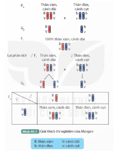 BÀI 45: DI TRUYỀN LIÊN KẾT