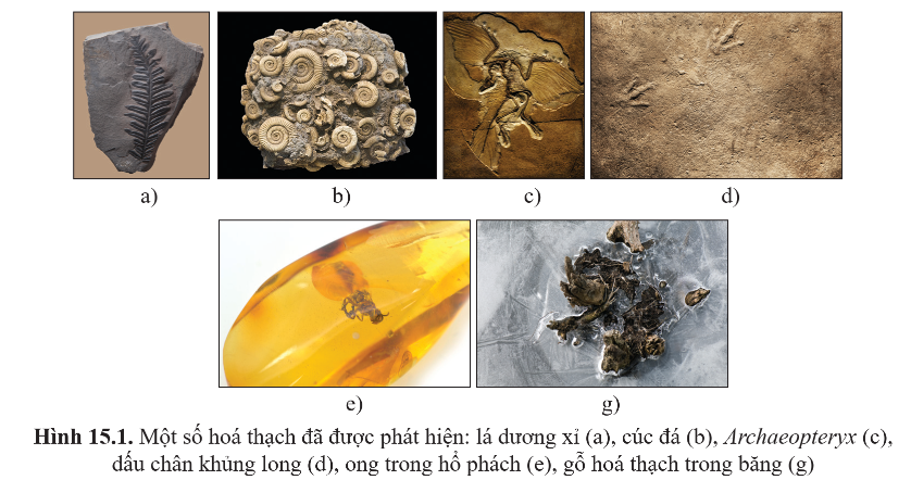 PHẦN 6. TIẾN HÓACHỦ ĐỀ 5: BẰNG CHỨNG VÀ CÁC HỌC THUYẾT TIẾN HÓABÀI 15: BẰNG CHỨNG TIẾN HÓAI. MỤC TIÊU 1. Kiến thứcSau bài học này, HS sẽ: Trình bày được các bằng chứng tiến hóa: bằng chứng hóa thạch, giải phẫu so sánh, tế bào học và sinh học phân tử.2. Năng lựcNăng lực chung: Năng lực tự chủ và tự học: thông qua các hoạt động học tập, HS rèn luyện khả năng làm việc độc lập với SGK, tự thu thập thông tin, xử lí thông tin và giải quyết các nhiệm vụ học tập, các câu hỏi GV yêu cầu.Năng lực giao tiếp và hợp tác: thông qua các hoạt động học tập, HS được rèn luyện kĩ năng giao tiếp, hợp tác trong nhóm, kĩ năng trình bày ý kiến trước tập thể.Năng lực giải quyết vấn đề và sáng tạo: thông qua các hoạt động học tập, HS có thể đề xuất các giải pháp giải quyết vấn đề trong thực tiễn như xác định quan hệ họ hàng giữa các loài, xác định danh tính nạn nhân,...Năng lực sinh học:Năng lực nhận thức sinh học: Trình bày được các bằng chứng tiến hóa: bằng chứng hóa thạch, giải phẫu so sánh, tế bào học và sinh học phân tử.Năng lực tìm hiểu thế giới sống: HS hình thành được phương pháp quan sát thế giới để tìm ra mối liên hệ giữa chúng.Năng lực vận dụng kiến thức, kĩ năng đã học: HS vận dụng các kiến thức đã học để giải thích một số vấn đề thực tiễn: vấn đề xác định quan hệ huyết thống, sử dụng DNA để tìm dấu vết tội phạm,...3. Phẩm chấtNhân ái: Thông qua việc tìm hiểu về các bằng chứng tiến hoá, HS nhận thấy được thế giới sinh vật đều bắt nguồn từ tổ tiên chung, từ đó bồi dưỡng tình yêu đối với thiên nhiên, cây cỏ, động vật xung quanh vì chúng cũng có chung tổ tiên với con người; bồi dưỡng tình yêu thương giữa con người với con người,...Chăm chỉ: Thông qua tìm hiểu kiến thức bài học, HS được rèn luyện tính chăm chỉ, cần cù, tỉ mẩn.Trách nhiệm: Thông qua việc tìm hiểu các bằng chứng tiến hoá, HS nhận thấy được mối quan hệ loài người với các sinh vật xung quanh, từ đó hình thành và nâng cao trách nhiệm của bản thân trong việc bảo vệ thế giới tự nhiên.II. THIẾT BỊ DẠY HỌC VÀ HỌC LIỆU1. Đối với giáo viênSGK, SGV, kế hoạch bài dạy môn Sinh học 12 - Cánh Diều.Máy tính, máy chiếu.Phiếu học tập.Hình ảnh minh họa 15.1 - 15.4 và một số hình ảnh về các bằng chứng tiến hóa trong thực tiễn.Video về tiến hóa: https://youtu.be/c8gi0mFHtws 2. Đối với học sinhSGK, SBT Sinh học 12 - Cánh Diều.Nghiên cứu bài học trước giờ lên lớp; tìm hiểu, sưu tầm tài liệu, hình ảnh, video,... về một số bằng chứng tiến hóa trong thực tiễn.III. TIẾN TRÌNH DẠY HỌCA. HOẠT ĐỘNG KHỞI ĐỘNGa. Mục tiêu: Xác định được nhiệm vụ học tập; có tâm thế sẵn sàng và mong muốn khám phá các kiến thức của bài học.b. Nội dung: GV đặt vấn đề; HS quan sát video và trả lời câu hỏi về tầm quan trọng của tiến hóa.c. Sản phẩm học tập: - Câu trả lời của HS.- Tâm thế hứng khởi, sẵn sàng, mong muốn khám phá kiến thức mới của HS.d. Tổ chức thực hiện: Bước 1: GV chuyển giao nhiệm vụ học tập- GV chiếu video: “Tiến hóa mang vai trò quan trọng như thế nào?”, yêu cầu HS quan sát và trả lời các câu hỏi sau:Đoạn video đề cập đến quá trình nào?Theo nội dung của đoạn video, sự khác biệt giữa các sinh vật là do đâu? Chúng ta có thể tìm ra tổ tiên của một sinh vật như thế nào?Bước 2: HS thực hiện nhiệm vụ học tập- HS quan sát video, vận dụng hiểu biết của bản thân để trả lời câu hỏi.- GV hướng dẫn, hỗ trợ HS (nếu cần thiết).Bước 3: Báo cáo kết quả hoạt động và thảo luận- GV mời HS xung phong trả lời: Đoạn video đề cập đến quá trình tiến hóa.Sự khác biệt giữa các sinh vật do thông tin lưu trữ trong DNA ở mỗi loài là khác nhau. Chúng ta có thể tìm ra tổ tiên của một sinh vật thông qua các bằng chứng tiến hóa.- GV mời HS khác lắng nghe, nhận xét, bổ sung. Bước 4: Đánh giá kết quả, thực hiện nhiệm vụ học tập- GV nhận xét câu trả lời của HS và chốt đáp án.- GV dẫn dắt gợi mở cho HS: Con người luôn có xu hướng tìm hiểu về nguồn gốc của thế giới sinh vật. Để giải thích sự hình thành và phát triển của thế giới sinh vật, con người đã đưa ra các quan điểm khác nhau, thậm chí trái ngược nhau. Vậy quan điểm nào đúng? Quan điểm nào chưa đúng? Thực sự các sinh vật đã hình thành và phát triển như thế nào? Những vấn đề đó sẽ được được trả lời sau khi nghiên cứu nội dung phần tiến hóa. Chúng ta cùng vào bài đầu tiên trong phần này - Bài 15. Bằng chứng tiến hóa.B. HOẠT ĐỘNG HÌNH THÀNH KIẾN THỨCHoạt động 1: Tìm hiểu các bằng chứng tiến hóaa. Mục tiêu: Trình bày được một số bằng chứng tiến hóa: bằng chứng hóa thạch, giải phẫu học so sánh, tế bào học và sinh học phân tử.b. Nội dung: GV nêu nhiệm vụ học tập; HS đọc thông tin SGK tr.89 - 92, quan sát hình 15.1 - 15.4 và tìm hiểu về Các bằng chứng tiến hóa: bằng chứng hóa thạch, giải phẫu học so sánh, tế bào học và sinh học phân tử. c. Sản phẩm học tập: Các bằng chứng tiến hóa: bằng chứng hóa thạch, giải phẫu học so sánh, tế bào học và sinh học phân tử. d. Tổ chức hoạt động:HOẠT ĐỘNG CỦA GV - HSDỰ KIẾN SẢN PHẨMBước 1: GV chuyển giao nhiệm vụ học tập- GV chia lớp thành các nhóm, mỗi nhóm 4 - 6 HS.- GV yêu cầu HS các nhóm nghiên cứu SGK tr.89 - 92, quan sát hình 15.1 - 15.4 và tìm hiểu về các bằng chứng tiến hóa: bằng chứng hóa thạch, giải phẫu học so sánh, tế bào học và sinh học phân tử theo bảng 1 (Đính kèm dưới hoạt động).- Để củng cố kiến thức, GV yêu cầu trả lời các câu hỏi sau:(1) Quan sát và cho biết đặc điểm chung của các hóa thạch trong hình 15.1.(2) Quan sát hình 15.3, cho biết điểm tương đồng trong hình thái và giải phẫu chi trước hoặc cánh của một số nhóm động vật.(3) Công nghệ DNA tái tổ hợp cho phép biến nạp gene insulin của người vào tế bào E.coli. Dù không có các enzyme, RNA, amino acid của người, vì sao E.coli tái tổ hợp có thể tổng hợp được insulin của người?Bước 2: HS thực hiện nhiệm vụ học tập- HS nghiên cứu nội dung SGK, quan sát hình 15.1 - 15.2 và thực hiện nhiệm vụ theo hướng dẫn của GV. - GV quan sát; gợi ý, định hướng HS (nếu cần thiết).Bước 3: Báo cáo kết quả hoạt động và thảo luận- GV mời đại diện nhóm trình bày.- HS khác lắng nghe, nhận xét, bổ sung.Bước 4: Đánh giá kết quả, thực hiện nhiệm vụ học tập- GV nhận xét các câu trả lời của các nhóm, đánh giá thái độ làm việc của HS trong nhóm.-   GV chuẩn hóa kiến thức, yêu cầu HS ghi chép.- GV dẫn dắt sang hoạt động tiếp theo.Bảng 1. Các bằng chứng tiến hóa - Đính kèm dưới hoạt động ----------------------------------------------------------- Còn tiếp ----------------------II. TRẮC NGHIỆM KÌ 2 SINH HỌC 12 CÁNH DIỀUPhiếu trắc nghiệm Sinh học 12 cánh diều Bài 12: Thành tựu chọn, tạo giống bằng lai hữu tínhPhiếu trắc nghiệm Sinh học 12 cánh diều Bài 13: Di truyền học quần thểPhiếu trắc nghiệm Sinh học 12 cánh diều Bài 14: Di truyền học ngườiPhiếu trắc nghiệm Sinh học 12 cánh diều Bài Ôn tập Phần 5Phiếu trắc nghiệm Sinh học 12 cánh diều Bài 15: Bằng chứng tiến hóaPhiếu trắc nghiệm Sinh học 12 cánh diều Bài 16: Quan niệm của Darwin về chọn lọc tự nhiên và hình thành loàiPhiếu trắc nghiệm Sinh học 12 cánh diều Bài 17: Thuyết tiến hoá tổng hợp hiện đại (Phần 1)Phiếu trắc nghiệm Sinh học 12 cánh diều Bài 18: Thuyết tiến hoá tổng hợp hiện đại (Phần 2)Phiếu trắc nghiệm Sinh học 12 cánh diều Bài 19: Sự phát sinh, phát triển sự sống trên Trái Đất và hình thành loài ngườiPhiếu trắc nghiệm Sinh học 12 cánh diều Bài Ôn tập Phần 6Phiếu trắc nghiệm Sinh học 12 cánh diều Bài 20: Môi trường sống và các nhân tố sinh tháiPhiếu trắc nghiệm Sinh học 12 cánh diều Bài 21: Sinh thái học quần thểPhiếu trắc nghiệm Sinh học 12 cánh diều Bài 22: Sinh thái học quần xãPhiếu trắc nghiệm Sinh học 12 cánh diều Bài 23: Hệ sinh tháiPhiếu trắc nghiệm Sinh học 12 cánh diều Bài 24: Chu trình sinh - địa - hoá và Sinh quyểnPhiếu trắc nghiệm Sinh học 12 cánh diều Bài 25: Sinh thái học phục hồi, bảo tồnPhiếu trắc nghiệm Sinh học 12 cánh diều Bài 26: Phát triển bền vữngPhiếu trắc nghiệm Sinh học 12 cánh diều Bài Ôn tập Phần 7BÀI 13: DI TRUYỀN HỌC QUẦN THỂ(17 câu)A. CÂU HỎI TRẮC NGHIỆM1. NHẬN BIẾT (6 CÂU)Câu 1: Vốn gene của quần thể là tập hợp tất cả cácA. kiểu gene trong quần thể.                            B. gene trong một cá thể.C. allele có trong quần thể.                               D. allele của một gene trong quần thể.Câu 2: Đặc trưng di truyền của quần thể thể hiện ởA. tần số allele và thành phần kiểu gene.B. tỉ lệ giới tính của quần thể.C. mật độ cá thể của quần thể.D. tỉ lệ các nhóm tuổi trong quần thể.Câu 3: Đặc trưng di truyền của một quần thể giao phối được thể hiện ởA. số lượng cá thể và mật độ quần thể.B. số loại kiểu hình khác nhau trong quần thể.C. nhóm tuổi và tỉ lệ giới tính của quần thể.D. tần số allele và tần số kiểu gene.Câu 4: Định luật Hardy - Weinberg phản ánhA. trạng thái động của quần thể.B. sự mất ổn định của tần số allele trong quần thể.C. sự ổn định của tần số allele trong quần thể.D. trạng thái cân bằng của quần thể.Câu 5: Điều luật cấm kết hôn gần dựa trên cơ sở di truyền nào?A. Ngăn cản tổ hợp allele trội làm thoái hóa giống.B. Hạn chế dị tật do allele lặn gây ra.C. Đảm bảo luân thường đạo lí làm người.D. Thực hiện thuần phong mỹ tục của dân tộc.Câu 6: Cấu trúc di truyền của quần thể tự phối biến đổi qua các thế hệ theo hướngA. Giảm dần kiểu gene đồng hợp tử trội, tăng gần kiểu gene đồng hợp tử lặn.B. Giảm dần kiểu gene đồng hợp tử lặn, tăng dần kiểu gene đồng hợp tử trội.C. Giảm dần tỉ lệ đồng hợp tử, tăng dần tỉ lệ dị hợp tử.D. Tăng dần kiểu gene đồng hợp tử, giảm dần tỉ lệ dị hợp tử.2. THÔNG HIỂU (5 CÂU)Câu 1: Ở một quần thể đậu Hà Lan, xét một gene có hai allele (A và a), tần số allele A là 0,9. Theo lí thuyết, tần số allele a của quần thể này làA. 0,81.                  B. 0,01.                             C. 0,1.                               D. 0,9.Câu 2: Một quần thể có cấu trúc di truyền như sau:0,2XAY : 0,3XaY : 0,2XAXA : 0,2XAXa : 0,1XaXaTần số tương đối của các allele A và a trong quần thể lần lượt làA. 1/2 và 1/2.          B. 8/15 và 7/15.                C. 1/3 và 2/3.          D. 7/15 và 8/15.----------------------------------------------------------- Còn tiếp ----------------------BÀI 14: DI TRUYỀN HỌC NGƯỜI (14 câu)