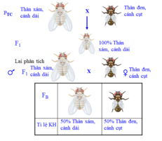 BÀI 45: DI TRUYỀN LIÊN KẾT