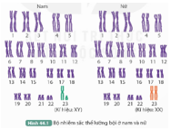 BÀI 44: NHIỄM SẮC THỂ GIỚI TÍNH VÀ CƠ CHẾ XÁC ĐỊNH GIỚI TÍNH