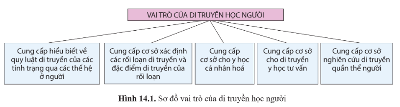 BÀI 14: DI TRUYỀN HỌC NGƯỜI