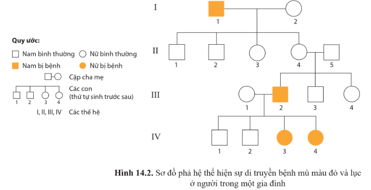 BÀI 14: DI TRUYỀN HỌC NGƯỜI