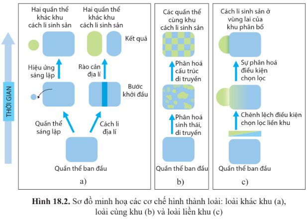 BÀI 18: THUYẾT TIẾN HÓA TỔNG HỢP HIỆN ĐẠI (PHẦN 2)