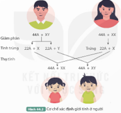 BÀI 44: NHIỄM SẮC THỂ GIỚI TÍNH VÀ CƠ CHẾ XÁC ĐỊNH GIỚI TÍNH