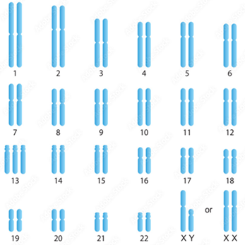 HƯỚNG DẪN CHẤM KIỂM TRA HỌC KÌ 1 (2024 – 2025)MÔN: SINH HỌC 12 – KẾT NỐI TRI THỨC…………………………… TRƯỜNG THPT .........BẢNG NĂNG LỰC VÀ CẤP ĐỘ TƯ DUYMÔN: SINH HỌC 12 – KẾT NỐI TRI THỨCNăng lựcCấp độ tư duyPHẦN IPHẦN IIPHẦN IIIBiếtHiểuVận dụngBiếtHiểu  Vận dụngBiếtHiểuVận dụng1. Nhận thức sinh học102214 21 2. Tìm hiểu thế giới sống 11281 113. Vận dụng kiến thức kĩ năng đã học 11   1  Tổng1044312132145%40%15% TRƯỜNG THPT .........BẢN ĐẶC TẢ KĨ THUẬT ĐỀ KIỂM TRA HỌC KÌ 1 (2024 – 2025)