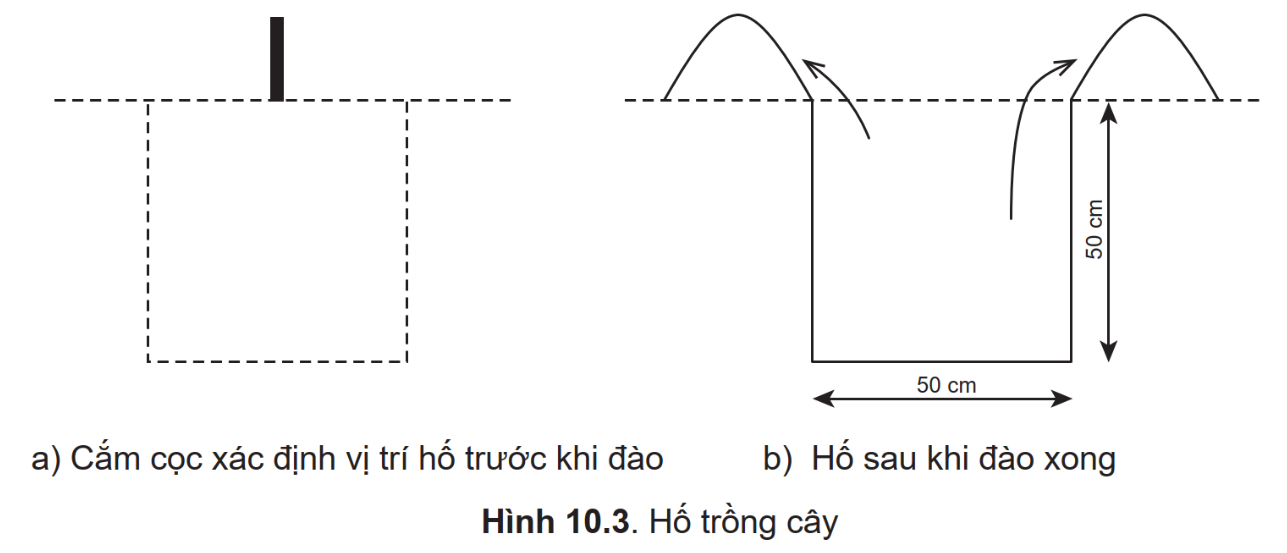 BÀI 10. THỰC HÀNH TRỒNG VÀ CHĂM SÓC CÂY ĂN QUẢ