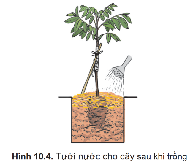 BÀI 10. THỰC HÀNH TRỒNG VÀ CHĂM SÓC CÂY ĂN QUẢ