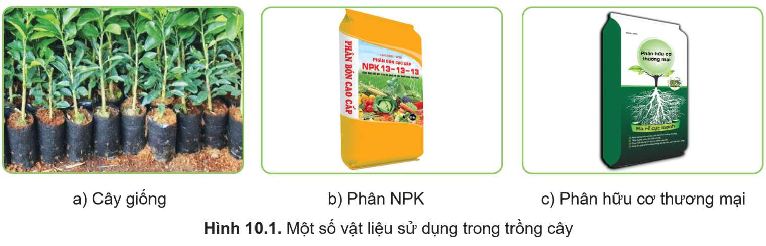 BÀI 10. THỰC HÀNH TRỒNG VÀ CHĂM SÓC CÂY ĂN QUẢ