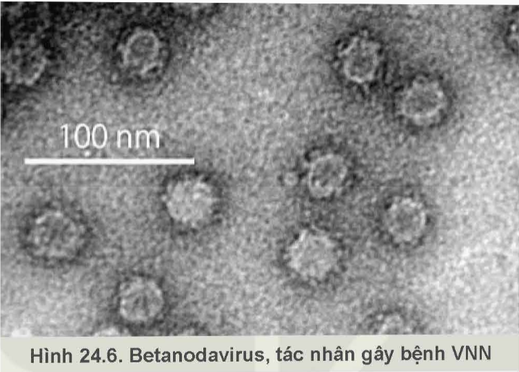 BÀI 24: MỘT SỐ BỆNH THỦY SẢN PHỔ BIẾN VÀ BIỆN PHÁP PHÒNG, TRỊ