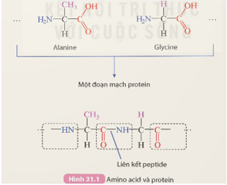 BÀI 31. PROTEIN