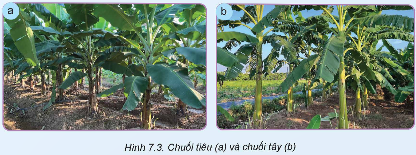 BÀI 7. KĨ THUẬT TRỒNG VÀ CHĂM SÓC CÂY CHUỐI