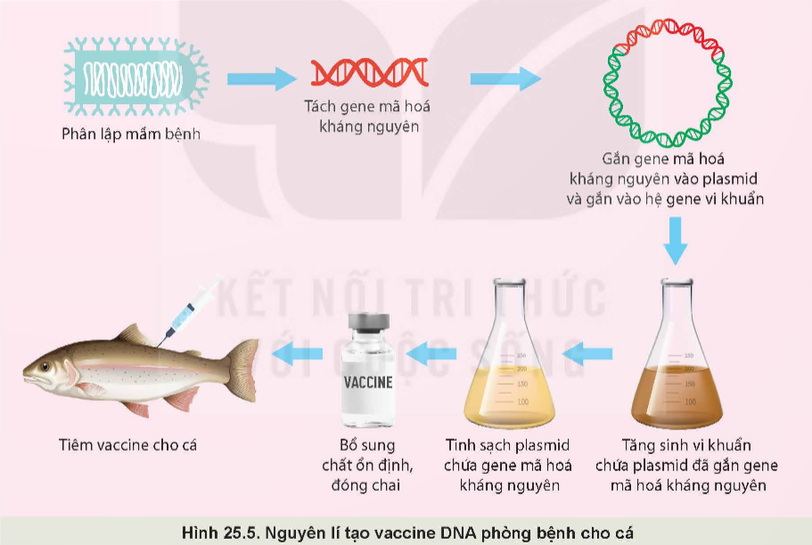 BÀI 25: ỨNG DỤNG CÔNG NGHỆ SINH HỌC TRONG PHÒNG, TRỊ BỆNH THỦY SẢN