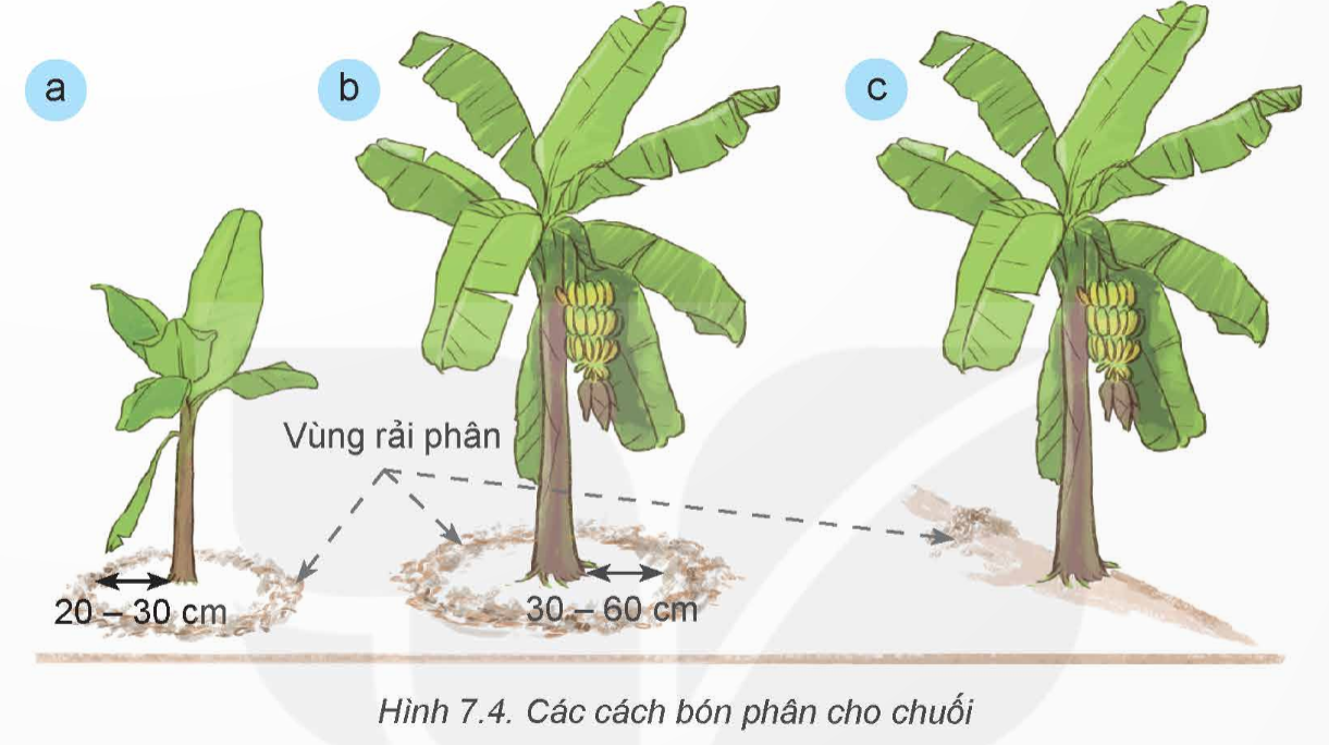 BÀI 7. KĨ THUẬT TRỒNG VÀ CHĂM SÓC CÂY CHUỐI