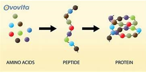 BÀI 31. PROTEIN