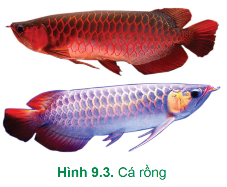 CHUYÊN ĐỀ 3: NUÔI CÁ CẢNH