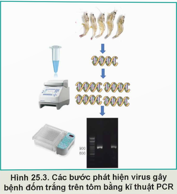 BÀI 25: ỨNG DỤNG CÔNG NGHỆ SINH HỌC TRONG PHÒNG, TRỊ BỆNH THỦY SẢN