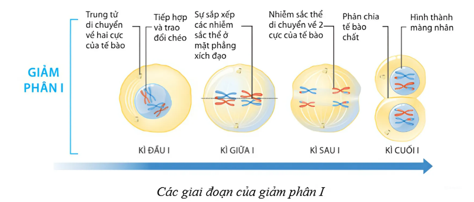 BÀI 43: DI TRUYỀN NHIỄM SẮC THỂHOẠT ĐỘNG KHỞI ĐỘNGGV yêu cầu HS thảo luận và trả lời: Trong tự nhiên, ở các loài sinh sản vô tính có các đặt điểm giống hệt nhau giữa các cá thể trong quần thể. Trong khi đó, các loài sinh sản hữu tính lại có nhiều đặc điểm sai khác giữa các cá thể trong quần thể. Hiện tượng này được giải thích như thế nào? HOẠT ĐỘNG HÌNH THÀNH KIẾN THỨCHoạt động 1. Nguyên phânGV đặt câu hỏi hướng dẫn học sinh tìm hiểu: Thế nào là nguyên phân? Mô tả quá trình nguyên phân. Nguyên phân có ý nghĩa và được ứng dụng như thế nào trong thực tiễn? Nêu ví dụ.Sản phẩm dự kiến:- Khái niệm: là một hình thức phân chia ở các thế bào nhân thực (tế bào soma, tế bào sinh dục sơ khai) nhằm tạo ra các tế bào mới từ tế bào ban đầu. - Vật chất di truyền được phân chia đồng đều cho các tế bào con.Hình 43.1. - Trước khi tiến hành nguyên phân, tế bào diễn ra quá trình nhân đôi DNA và nhiễm sắc thể  ở kì trung gian- Quá trình nguyên phân được chia thành hai giai đoạn: Phân chia nhân diễn ra qua 4 kì: kì đầu, kì giữa, kì sau và kì cuối.Phân chia tế bào diễn ra đồng thời với kì cuối của phân chia nhân.* Tìm hiểu ý nghĩa và ứng dụng của nguyên phân trong thực tiễn.Đối với sinh vật nhân thực đơn bảo và sinh vật đa bào sinh sản vô tính: - Là phương thức sinh sản của tế bào. → các tế bào con có bộ nhiễm sắc thể lưỡng bội giống nhau và giống tế bào mẹ, nên bộ nhiễm sắc thể được di truyền một cách ổn định qua các thế hệ.VD: Cây sống đời, dâu tây, vi khuẩn,…sinh sản vô tính đời con có  bộ nhiễm sắc thể giống nhau và giống mẹ.Đối với các sinh vật đa bào sinh sản hữu tính- Tăng số lượng tế bào, giúp cơ thể sinh trưởng và phát triển, thay thế cho các tế bào già hoặc bị tổn thương, tái sinh các mô, cơ quan của cơ thể.VD: Sự tái sinh đuôi ở thằn lằn, càng ở tôm,…Đối với nghiên cứu y học- Là cơ sở tế bào học của các phương pháp nhân giống vô tính nhằm nhân nhanh các giống cây trồng, nuôi cấy mô, cơ quan động vật và người.VD: chiết cây ăn quả, nuôi da cấy cho người bị bỏng.Hoạt động 2. Giảm phânGV đưa ra câu hỏi: Thế nào là giảm phân? Mô tả quá trình giảm phân. Trình bày ý nghĩa của giảm phân trong di truyền và mối quan hệ giữa nguyên phân - giảm phân trong sinh sản hữu tính; ứng dụng của giảm phân trong thực tiễn.Sản phẩm dự kiến:Trình bày khái niệm và mô tả quá trình giảm phân- Khái niệm: là hình thức phân chia các tế bào sinh dục trong thời kì chín để tạo nên các giao tử.- Xảy ra ở các tế bào sinh dục giai đoạn chín.- Quá trình giảm phân gồm hai phần phân chia tế bào kế tiếp nhau (giảm phân I và giảm phân II).Hình 43.2. Quá trình giảm phân- NST chỉ nhân đổi một lần trước khi tế bào bước vào giảm phân I.- Kết quả của quá trình giảm phân: từ một tế bào mẹ tạo ra bốn tế bào con có số lượng NST giảm đi một nửa.Tìm hiểu ý nghĩa của giảm phân trong di truyền và mối quan hệ giữa nguyên phân giảm phân trong sinh sản hữu tính; ứng dụng của giảm phân trong thực tiễn.- Sự kết hợp giữa nguyên phân, giảm phân góp phần duy trì bộ nhiễm sắc thể đặc trưng qua từng thế hệ ở những loài sinh sản hữu tính.- Sự trao đổi chéo các nhiễm sắc thể, sự phân li tổ hợp ngẫu nhiên đã tạo nên các loại giao tử khác nhau về nguồn gốc và cấu trúc nhiễm sắc thể. → Cung cấp nguồn nguyên liệu cho quá trình tiến hoá và chọn giống.- Thực tế, sử dụng phương pháp lai hữu tính để tạo ra nhiều biến dị tổ hợp ở các giống cây trồng, vật nuôi.VD: Giống bò thịt cao sản BBB lai từ bò địa phương của Bỉ với Shorthorn (Pháp),…- Sự phân li và tổ hợp nhiễm sắc thể là cơ sở cho sự di truyền của các gene.…………………………………..HOẠT ĐỘNG LUYỆN TẬPTừ nội dung bài học, GV yêu cầu HS hoàn thành các bài tập trắc nghiệm sau:Câu 1: Ở người, trong trường hợp mẹ giảm phân bình thường, bố rối loạn cơ chế phân li trong giảm phân I, hội chứng di truyền nào sau đây không thể được sinh ra?A. Hội chứng Đao.                                         B. Hội chứng Turner.C. Hội chứng Siêu nữ.                                     D. Hội chứng Klinefelter.Câu 2: Người ta gọi bệnh mù màu và bệnh máu khó đông là bệnh ở nam giới vìA. bệnh gây ra do đột biến gene lặn trên nhiễm sắc thể Y.B. bệnh gây ra do đột biến gene trội trên nhiễm sắc thể X.C. gene trên X không có allele tương ứng với các gene trên.D. bệnh gây ra do đột biến gene lặn nằm trên nhiễm sắc thể X.Câu 3: Ở người, tật dính ngón tay 2 và 3 nằm trên nhiễm sắc thể Y không có allele trên X. Một người đàn ông bị tật dính ngón tay 2 và 3 lấy vợ bình thường, sinh ra con bị tật dính ngón tay. Người con trai này đã nhận gene gây tật dính ngón từA. bố.B. mẹ.C. ông ngoại.D. bà nội.Câu 4: Nhờ sự trao đổi chéo của các nhiễm sắc thể trong kì đầu của giảm phân I, sự phân li và tổ hợp ngẫu nhiên của các nhiễm sắc thể trong giảm phân II đã tạo nênA. các loại hợp tử khác nhau về nguồn gốc và cấu trúc nhiễm sắc thể.B. các loại hợp tử giống nhau về nguồn gốc và cấu trúc nhiễm sắc thể.C. các loại giao tử khác nhau về nguồn gốc và cấu trúc nhiễm sắc thể.D. các loại giao tử giống nhau về nguồn gốc và cấu trúc nhiễm sắc thể.Câu 5: Đâu là ứng dụng của giảm phân trong thực tiễn?A. Nuôi cấy tế bào, mô, cơ quan của động vật và người.B. Lai hữu tính tạo biến dị tổ hợp ở các giống cây trồng, vật nuôi.C. Nhân nhanh các giống cây trồng có đặc tính tốt.D. Tạo giống côn trùng bất thụ để thực hiện kiểm soát sinh học.Sản phẩm dự kiến:Câu 1 - CCâu 2 - DCâu 3 - ACâu 4 -CCâu 5 - B HOẠT ĐỘNG VẬN DỤNG