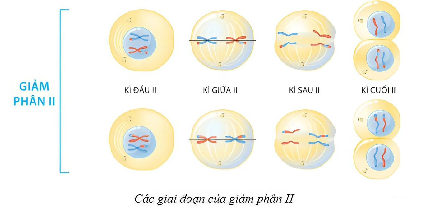 BÀI 43: DI TRUYỀN NHIỄM SẮC THỂHOẠT ĐỘNG KHỞI ĐỘNGGV yêu cầu HS thảo luận và trả lời: Trong tự nhiên, ở các loài sinh sản vô tính có các đặt điểm giống hệt nhau giữa các cá thể trong quần thể. Trong khi đó, các loài sinh sản hữu tính lại có nhiều đặc điểm sai khác giữa các cá thể trong quần thể. Hiện tượng này được giải thích như thế nào? HOẠT ĐỘNG HÌNH THÀNH KIẾN THỨCHoạt động 1. Nguyên phânGV đặt câu hỏi hướng dẫn học sinh tìm hiểu: Thế nào là nguyên phân? Mô tả quá trình nguyên phân. Nguyên phân có ý nghĩa và được ứng dụng như thế nào trong thực tiễn? Nêu ví dụ.Sản phẩm dự kiến:- Khái niệm: là một hình thức phân chia ở các thế bào nhân thực (tế bào soma, tế bào sinh dục sơ khai) nhằm tạo ra các tế bào mới từ tế bào ban đầu. - Vật chất di truyền được phân chia đồng đều cho các tế bào con.Hình 43.1. - Trước khi tiến hành nguyên phân, tế bào diễn ra quá trình nhân đôi DNA và nhiễm sắc thể  ở kì trung gian- Quá trình nguyên phân được chia thành hai giai đoạn: Phân chia nhân diễn ra qua 4 kì: kì đầu, kì giữa, kì sau và kì cuối.Phân chia tế bào diễn ra đồng thời với kì cuối của phân chia nhân.* Tìm hiểu ý nghĩa và ứng dụng của nguyên phân trong thực tiễn.Đối với sinh vật nhân thực đơn bảo và sinh vật đa bào sinh sản vô tính: - Là phương thức sinh sản của tế bào. → các tế bào con có bộ nhiễm sắc thể lưỡng bội giống nhau và giống tế bào mẹ, nên bộ nhiễm sắc thể được di truyền một cách ổn định qua các thế hệ.VD: Cây sống đời, dâu tây, vi khuẩn,…sinh sản vô tính đời con có  bộ nhiễm sắc thể giống nhau và giống mẹ.Đối với các sinh vật đa bào sinh sản hữu tính- Tăng số lượng tế bào, giúp cơ thể sinh trưởng và phát triển, thay thế cho các tế bào già hoặc bị tổn thương, tái sinh các mô, cơ quan của cơ thể.VD: Sự tái sinh đuôi ở thằn lằn, càng ở tôm,…Đối với nghiên cứu y học- Là cơ sở tế bào học của các phương pháp nhân giống vô tính nhằm nhân nhanh các giống cây trồng, nuôi cấy mô, cơ quan động vật và người.VD: chiết cây ăn quả, nuôi da cấy cho người bị bỏng.Hoạt động 2. Giảm phânGV đưa ra câu hỏi: Thế nào là giảm phân? Mô tả quá trình giảm phân. Trình bày ý nghĩa của giảm phân trong di truyền và mối quan hệ giữa nguyên phân - giảm phân trong sinh sản hữu tính; ứng dụng của giảm phân trong thực tiễn.Sản phẩm dự kiến:Trình bày khái niệm và mô tả quá trình giảm phân- Khái niệm: là hình thức phân chia các tế bào sinh dục trong thời kì chín để tạo nên các giao tử.- Xảy ra ở các tế bào sinh dục giai đoạn chín.- Quá trình giảm phân gồm hai phần phân chia tế bào kế tiếp nhau (giảm phân I và giảm phân II).Hình 43.2. Quá trình giảm phân- NST chỉ nhân đổi một lần trước khi tế bào bước vào giảm phân I.- Kết quả của quá trình giảm phân: từ một tế bào mẹ tạo ra bốn tế bào con có số lượng NST giảm đi một nửa.Tìm hiểu ý nghĩa của giảm phân trong di truyền và mối quan hệ giữa nguyên phân giảm phân trong sinh sản hữu tính; ứng dụng của giảm phân trong thực tiễn.- Sự kết hợp giữa nguyên phân, giảm phân góp phần duy trì bộ nhiễm sắc thể đặc trưng qua từng thế hệ ở những loài sinh sản hữu tính.- Sự trao đổi chéo các nhiễm sắc thể, sự phân li tổ hợp ngẫu nhiên đã tạo nên các loại giao tử khác nhau về nguồn gốc và cấu trúc nhiễm sắc thể. → Cung cấp nguồn nguyên liệu cho quá trình tiến hoá và chọn giống.- Thực tế, sử dụng phương pháp lai hữu tính để tạo ra nhiều biến dị tổ hợp ở các giống cây trồng, vật nuôi.VD: Giống bò thịt cao sản BBB lai từ bò địa phương của Bỉ với Shorthorn (Pháp),…- Sự phân li và tổ hợp nhiễm sắc thể là cơ sở cho sự di truyền của các gene.…………………………………..HOẠT ĐỘNG LUYỆN TẬPTừ nội dung bài học, GV yêu cầu HS hoàn thành các bài tập trắc nghiệm sau:Câu 1: Ở người, trong trường hợp mẹ giảm phân bình thường, bố rối loạn cơ chế phân li trong giảm phân I, hội chứng di truyền nào sau đây không thể được sinh ra?A. Hội chứng Đao.                                         B. Hội chứng Turner.C. Hội chứng Siêu nữ.                                     D. Hội chứng Klinefelter.Câu 2: Người ta gọi bệnh mù màu và bệnh máu khó đông là bệnh ở nam giới vìA. bệnh gây ra do đột biến gene lặn trên nhiễm sắc thể Y.B. bệnh gây ra do đột biến gene trội trên nhiễm sắc thể X.C. gene trên X không có allele tương ứng với các gene trên.D. bệnh gây ra do đột biến gene lặn nằm trên nhiễm sắc thể X.Câu 3: Ở người, tật dính ngón tay 2 và 3 nằm trên nhiễm sắc thể Y không có allele trên X. Một người đàn ông bị tật dính ngón tay 2 và 3 lấy vợ bình thường, sinh ra con bị tật dính ngón tay. Người con trai này đã nhận gene gây tật dính ngón từA. bố.B. mẹ.C. ông ngoại.D. bà nội.Câu 4: Nhờ sự trao đổi chéo của các nhiễm sắc thể trong kì đầu của giảm phân I, sự phân li và tổ hợp ngẫu nhiên của các nhiễm sắc thể trong giảm phân II đã tạo nênA. các loại hợp tử khác nhau về nguồn gốc và cấu trúc nhiễm sắc thể.B. các loại hợp tử giống nhau về nguồn gốc và cấu trúc nhiễm sắc thể.C. các loại giao tử khác nhau về nguồn gốc và cấu trúc nhiễm sắc thể.D. các loại giao tử giống nhau về nguồn gốc và cấu trúc nhiễm sắc thể.Câu 5: Đâu là ứng dụng của giảm phân trong thực tiễn?A. Nuôi cấy tế bào, mô, cơ quan của động vật và người.B. Lai hữu tính tạo biến dị tổ hợp ở các giống cây trồng, vật nuôi.C. Nhân nhanh các giống cây trồng có đặc tính tốt.D. Tạo giống côn trùng bất thụ để thực hiện kiểm soát sinh học.Sản phẩm dự kiến:Câu 1 - CCâu 2 - DCâu 3 - ACâu 4 -CCâu 5 - B HOẠT ĐỘNG VẬN DỤNG