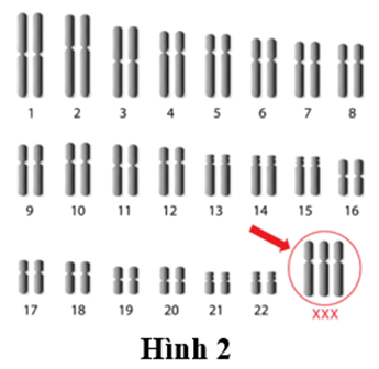 HƯỚNG DẪN CHẤM KIỂM TRA HỌC KÌ 1 (2024 – 2025)MÔN: SINH HỌC 12 – CHÂN TRỜI SÁNG TẠO--------------------------------------TRƯỜNG THPT .........BẢNG NĂNG LỰC VÀ CẤP ĐỘ TƯ DUYMÔN: SINH HỌC 12 – CHÂN TRỜI SÁNG TẠONăng lựcCấp độ tư duyPHẦN IPHẦN IIPHẦN IIIBiếtHiểuVận dụngBiếtHiểu Vận dụngBiếtHiểuVận dụng1. Nhận thức sinh học102214 21 2. Tìm hiểu thế giới sống 11281 113. Vận dụng kiến thức kĩ năng đã học 11   1  Tổng1044312132145%40%15%TRƯỜNG THPT .........BẢN ĐẶC TẢ KĨ THUẬT ĐỀ KIỂM TRA HỌC KÌ 1 (2024 – 2025)