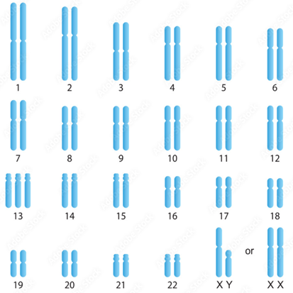 HƯỚNG DẪN CHẤM KIỂM TRA HỌC KÌ 1 (2024 – 2025)MÔN: SINH HỌC 12 – CHÂN TRỜI SÁNG TẠO--------------------------------------TRƯỜNG THPT .........BẢNG NĂNG LỰC VÀ CẤP ĐỘ TƯ DUYMÔN: SINH HỌC 12 – CHÂN TRỜI SÁNG TẠONăng lựcCấp độ tư duyPHẦN IPHẦN IIPHẦN IIIBiếtHiểuVận dụngBiếtHiểu Vận dụngBiếtHiểuVận dụng1. Nhận thức sinh học102214 21 2. Tìm hiểu thế giới sống 11281 113. Vận dụng kiến thức kĩ năng đã học 11   1  Tổng1044312132145%40%15%TRƯỜNG THPT .........BẢN ĐẶC TẢ KĨ THUẬT ĐỀ KIỂM TRA HỌC KÌ 1 (2024 – 2025)