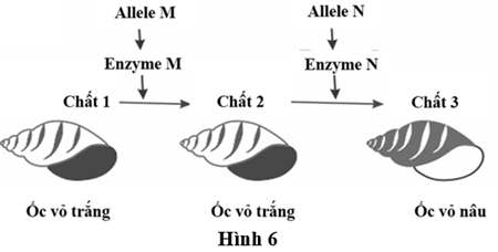 HƯỚNG DẪN CHẤM KIỂM TRA HỌC KÌ 1 (2024 – 2025)MÔN: SINH HỌC 12 – CHÂN TRỜI SÁNG TẠO--------------------------------------TRƯỜNG THPT .........BẢNG NĂNG LỰC VÀ CẤP ĐỘ TƯ DUYMÔN: SINH HỌC 12 – CHÂN TRỜI SÁNG TẠONăng lựcCấp độ tư duyPHẦN IPHẦN IIPHẦN IIIBiếtHiểuVận dụngBiếtHiểu Vận dụngBiếtHiểuVận dụng1. Nhận thức sinh học102214 21 2. Tìm hiểu thế giới sống 11281 113. Vận dụng kiến thức kĩ năng đã học 11   1  Tổng1044312132145%40%15%TRƯỜNG THPT .........BẢN ĐẶC TẢ KĨ THUẬT ĐỀ KIỂM TRA HỌC KÌ 1 (2024 – 2025)