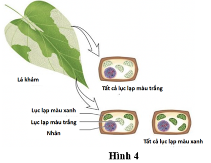 HƯỚNG DẪN CHẤM KIỂM TRA HỌC KÌ 1 (2024 – 2025)MÔN: SINH HỌC 12 – CHÂN TRỜI SÁNG TẠO--------------------------------------TRƯỜNG THPT .........BẢNG NĂNG LỰC VÀ CẤP ĐỘ TƯ DUYMÔN: SINH HỌC 12 – CHÂN TRỜI SÁNG TẠONăng lựcCấp độ tư duyPHẦN IPHẦN IIPHẦN IIIBiếtHiểuVận dụngBiếtHiểu Vận dụngBiếtHiểuVận dụng1. Nhận thức sinh học102214 21 2. Tìm hiểu thế giới sống 11281 113. Vận dụng kiến thức kĩ năng đã học 11   1  Tổng1044312132145%40%15%TRƯỜNG THPT .........BẢN ĐẶC TẢ KĨ THUẬT ĐỀ KIỂM TRA HỌC KÌ 1 (2024 – 2025)