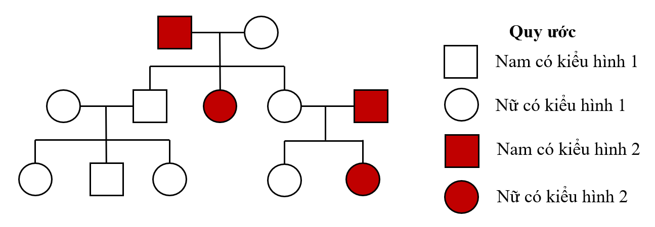 BÀI 14: DI TRUYỀN HỌC NGƯỜI (14 câu)