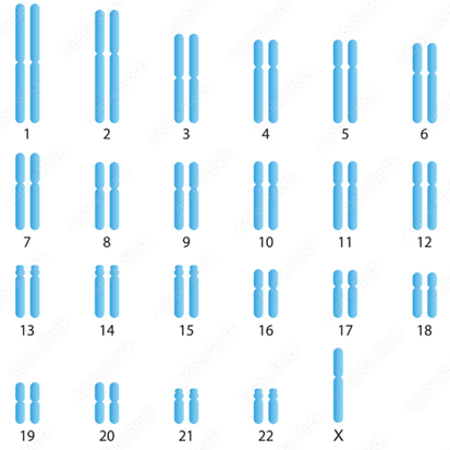 HƯỚNG DẪN CHẤM KIỂM TRA HỌC KÌ 1 (2024 – 2025)MÔN: SINH HỌC 12 – CÁNH DIỀU--------------------------------------TRƯỜNG THPT .........BẢNG NĂNG LỰC VÀ CẤP ĐỘ TƯ DUYMÔN: SINH HỌC 12 – CÁNH DIỀUNăng lựcCấp độ tư duyPHẦN IPHẦN IIPHẦN IIIBiếtHiểuVận dụngBiếtHiểu Vận dụngBiếtHiểuVận dụng1. Nhận thức sinh học102214 21 2. Tìm hiểu thế giới sống 11281 113. Vận dụng kiến thức kĩ năng đã học 11   1  Tổng1044312132145%40%15%TRƯỜNG THPT .........BẢN ĐẶC TẢ KĨ THUẬT ĐỀ KIỂM TRA HỌC KÌ 1 (2024 – 2025)