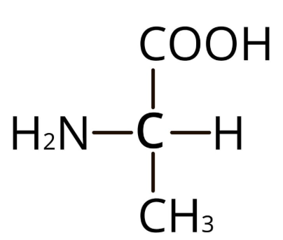 BÀI 31: PROTEIN