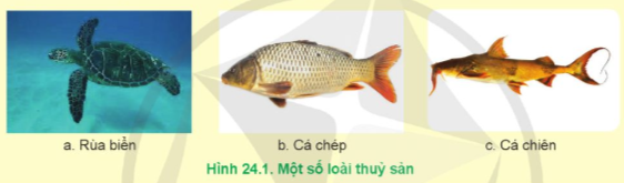 CHỦ ĐỀ 10: BẢO VỆ VÀ KHAI THÁC NGUỒN LỢI THỦY SẢN