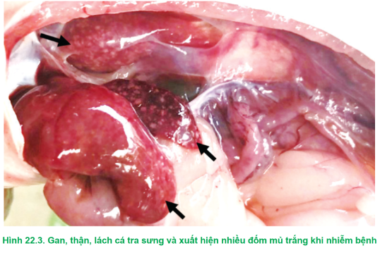 CHỦ ĐỀ 9: PHÒNG, TRỊ BỆNH THỦY SẢN