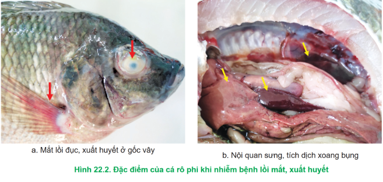 CHỦ ĐỀ 9: PHÒNG, TRỊ BỆNH THỦY SẢN