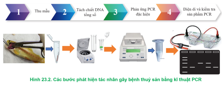 BÀI 23: ỨNG DỤNG CÔNG NGHỆ SINH HỌC TRONG PHÒNG, TRỊ BỆNH THỦY SẢN