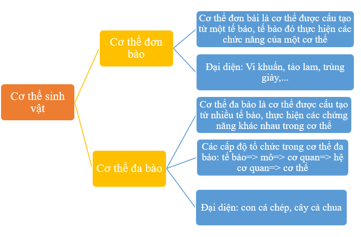 ÔN TẬP CHỦ ĐỀ 7