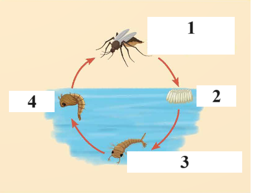 BÀI 16. SỰ LỚN LÊN VÀ PHÁT TRIỂN CỦA ĐỘNG VẬT