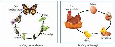 BÀI 11. VÒNG ĐỜI CỦA ĐỘNG VẬT ĐẺ TRỨNG VÀ ĐỘNG VẬT ĐẺ CON