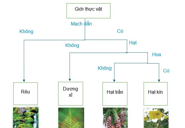 BÀI 30: THỰC HÀNH PHÂN LOẠI THỰC VẬT