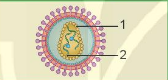 BÀI 29: VIRUS