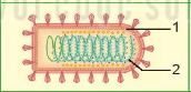 BÀI 29: VIRUS