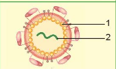 BÀI 29: VIRUS