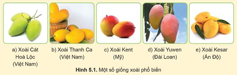 CHỦ ĐỀ 3. KĨ THUẬT TRỒNG VÀ CHĂM SÓC MỘT SỐ LOẠI CÂY ĂN QUẢ PHỔ BIẾN