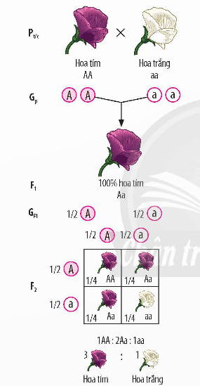 BÀI 36: CÁC QUY LUẬT DI TRUYỀN CỦA MENDEL