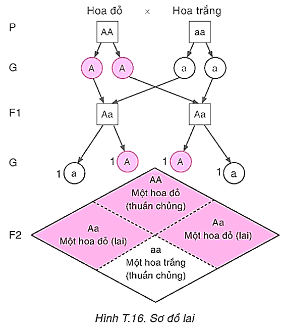 HOẠT ĐỘNG THỰC HÀNH VÀ TRẢI NGHIỆM