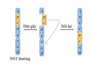 BÀI 37. ĐỘT BIẾN NHIỄM SẮC THỂ