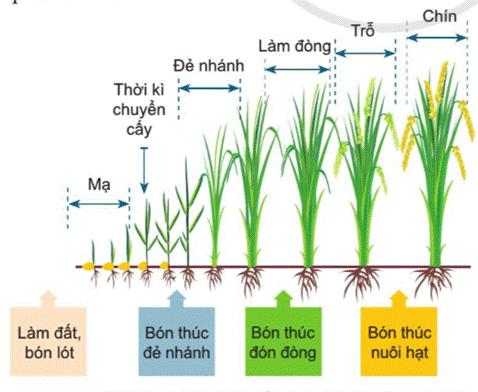 BÀI 2. QUY TRÌNH TRỒNG TRỌT