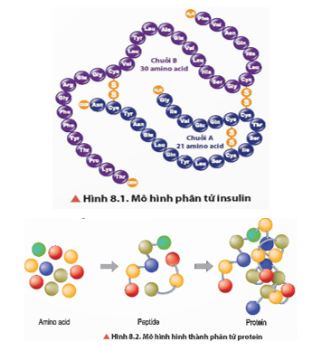 BÀI 8. PROTEIN VÀ ENZYME