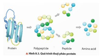 BÀI 8. PROTEIN VÀ ENZYME