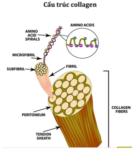 BÀI 8. PROTEIN VÀ ENZYME