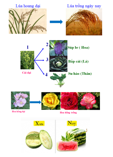 BÀI 12: THÀNH TỰU CHỌN, TẠO GIỐNG 